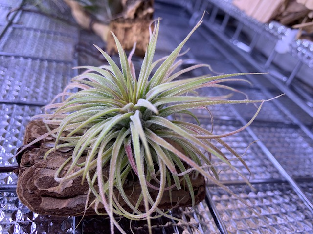 チランジア,ティランジア,エアープランツ,Tillandsia,チランドシア
