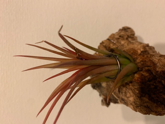 �`�����W�A,�e�B�����W�A,�G�A�[�v�����c,Tillandsia,�`�����h�V�A