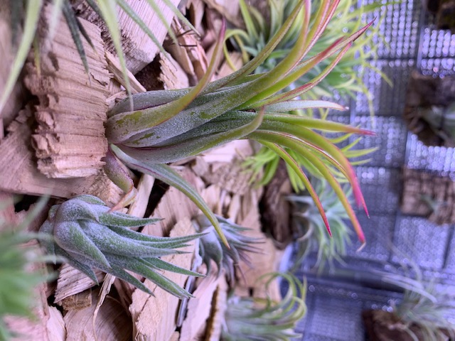 �`�����W�A,�e�B�����W�A,�G�A�[�v�����c,Tillandsia,�`�����h�V�A