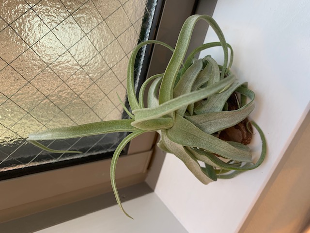 �`�����W�A,�e�B�����W�A,�G�A�[�v�����c,Tillandsia,�`�����h�V�A