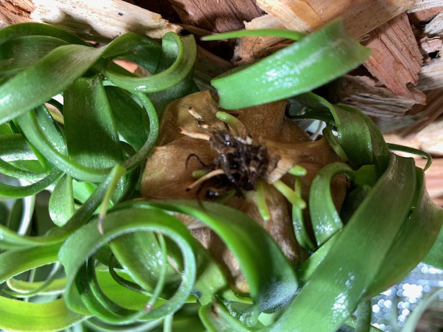 �`�����W�A,�e�B�����W�A,�G�A�[�v�����c,Tillandsia,�`�����h�V�A