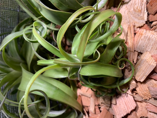�`�����W�A,�e�B�����W�A,�G�A�[�v�����c,Tillandsia,�`�����h�V�A