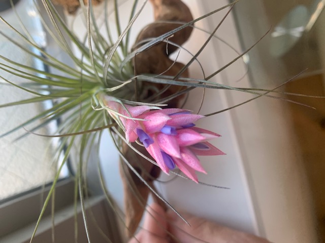 �`�����W�A,�e�B�����W�A,�G�A�[�v�����c,Tillandsia,�`�����h�V�A