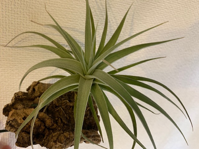 �`�����W�A,�e�B�����W�A,�G�A�[�v�����c,Tillandsia,�`�����h�V�A