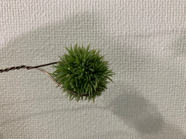 チランジア,ティランジア,エアープランツ,Tillandsia,チランドシア
