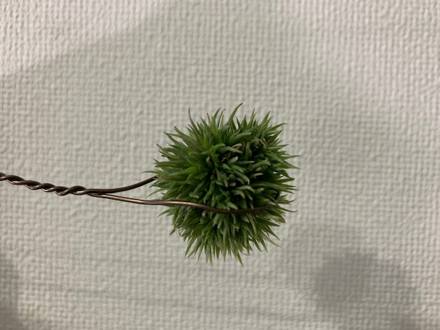 チランジア,ティランジア,エアープランツ,Tillandsia,チランドシア