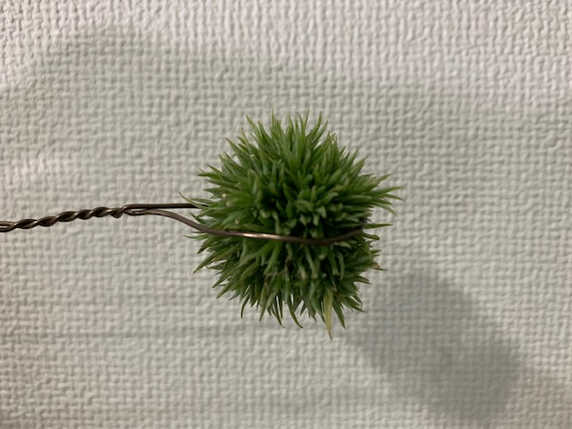 チランジア,ティランジア,エアープランツ,Tillandsia,チランドシア
