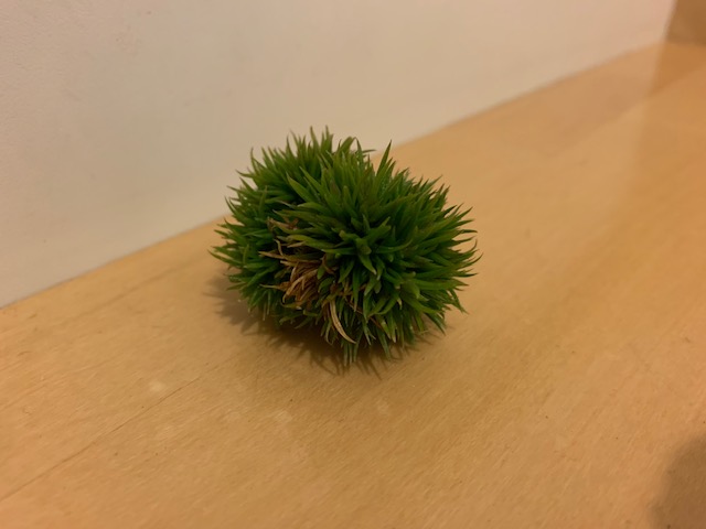 チランジア,ティランジア,エアープランツ,Tillandsia,チランドシア