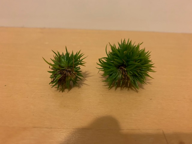 チランジア,ティランジア,エアープランツ,Tillandsia,チランドシア