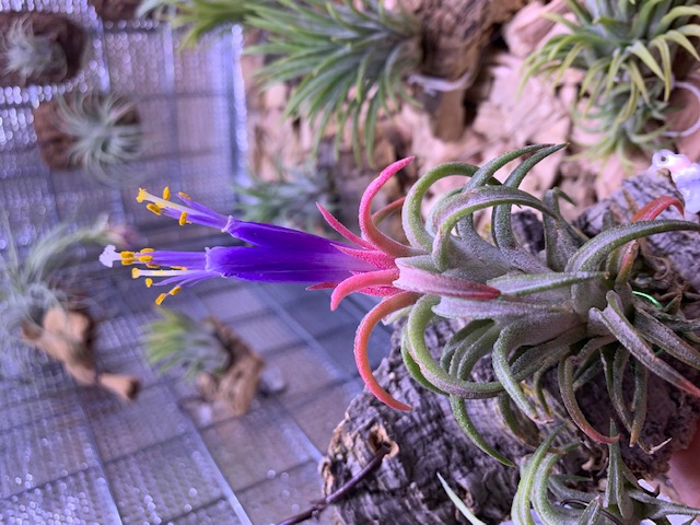 チランジア,ティランジア,エアープランツ,Tillandsia,チランドシア