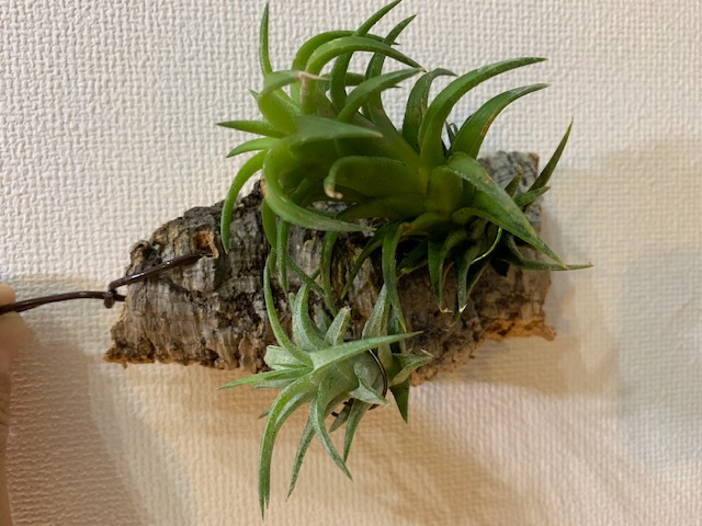 チランジア,ティランジア,エアープランツ,Tillandsia,チランドシア