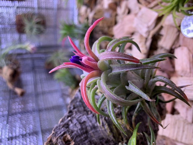 チランジア,ティランジア,エアープランツ,Tillandsia,チランドシア