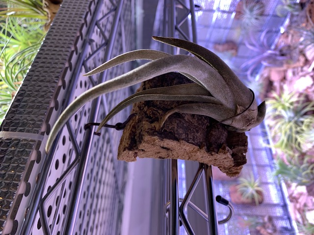 �`�����W�A,�e�B�����W�A,�G�A�[�v�����c,Tillandsia,�`�����h�V�A