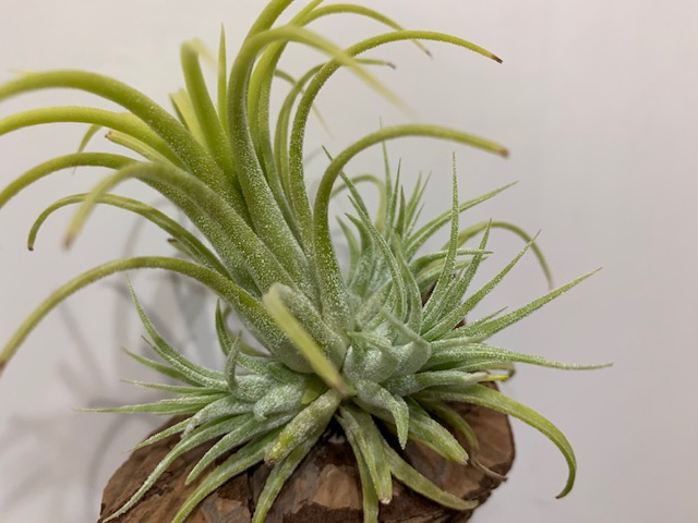 �`�����W�A,�e�B�����W�A,�G�A�[�v�����c,Tillandsia,�`�����h�V�A