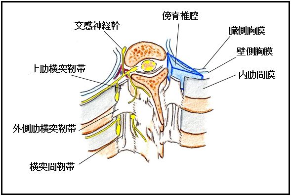 末梢神経ブロック,神経ブロック,エコーガイド,動画,画像