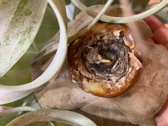 �`�����W�A,�e�B�����W�A,�G�A�[�v�����c,Tillandsia,�`�����h�V�A