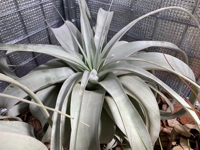 �`�����W�A,�e�B�����W�A,�G�A�[�v�����c,Tillandsia,�`�����h�V�A