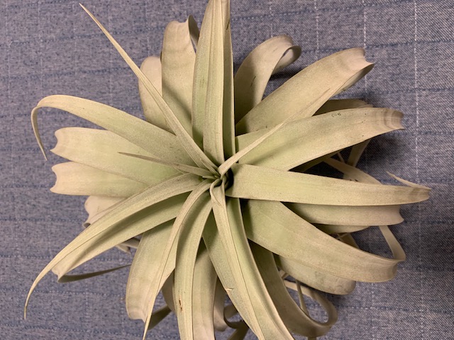 �`�����W�A,�e�B�����W�A,�G�A�[�v�����c,Tillandsia,�`�����h�V�A