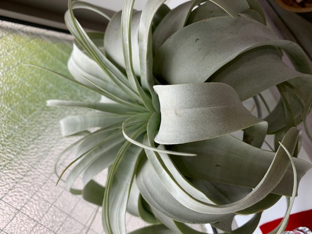 �`�����W�A,�e�B�����W�A,�G�A�[�v�����c,Tillandsia,�`�����h�V�A