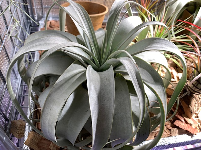 �`�����W�A,�e�B�����W�A,�G�A�[�v�����c,Tillandsia,�`�����h�V�A