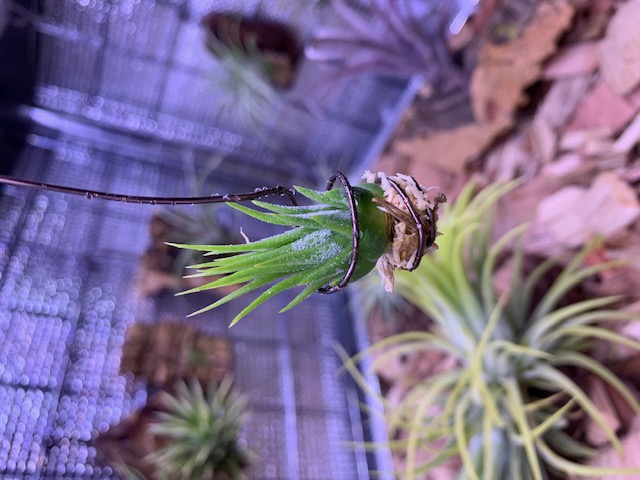 �`�����W�A,�e�B�����W�A,�G�A�[�v�����c,Tillandsia,�`�����h�V�A