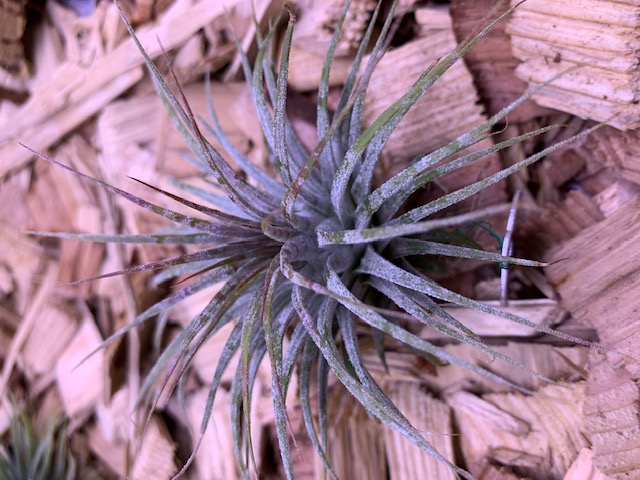 �`�����W�A,�e�B�����W�A,�G�A�[�v�����c,Tillandsia,�`�����h�V�A